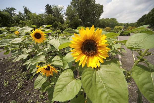 Tournesols Helianthus cv.