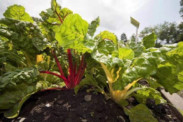 Swiss chard