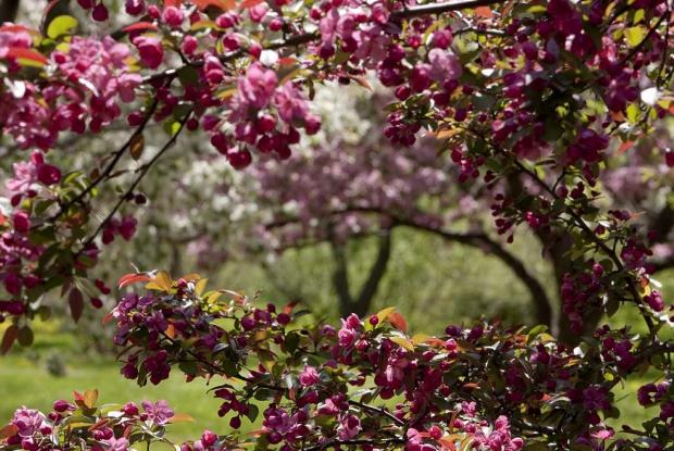 Pommetier Malus sp.