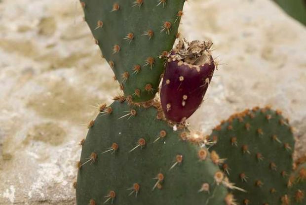 Paddle cactus (Opuntia sp.) in fruit