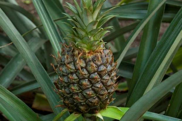 Pineapple Ananas comosus cv.