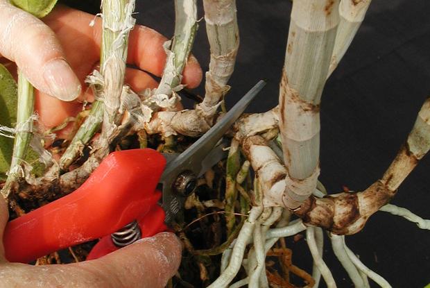 Dividing a cattleya