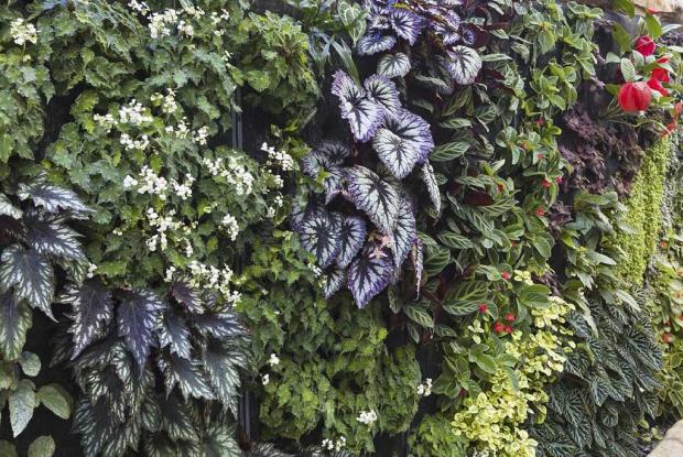 Plant wall of begonias and gesneriads Plant wall of begonias and gesneriads