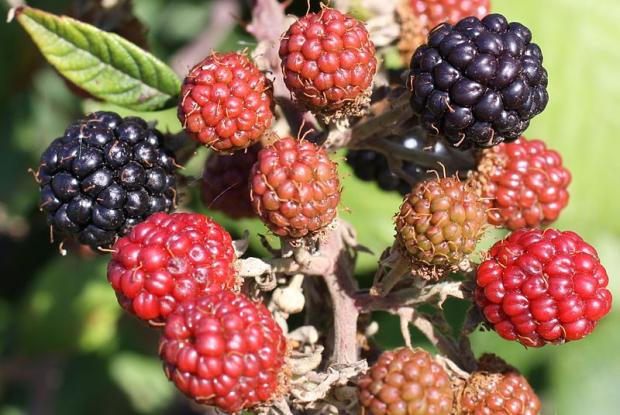 Rubus sp.