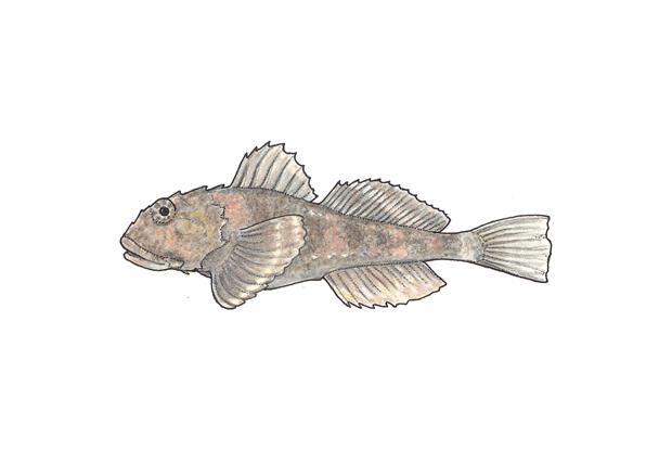 Myoxocephalus scorpius