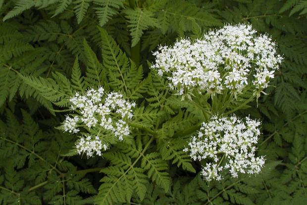 Myrrhis odorata 