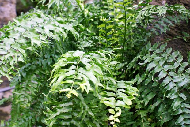 Nephrolepis biserrata var. furcans
