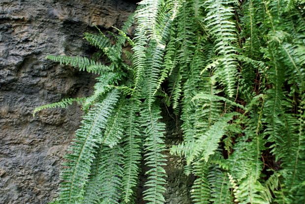 Nephrolepis exaltata 'Bostoniensis'