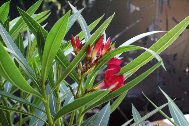 Nerium oleander