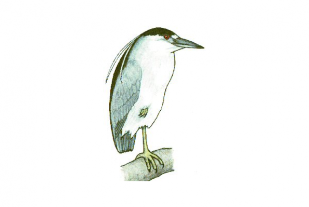 Nycticorax nycticorax
