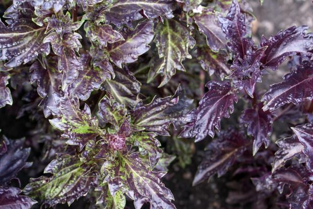 Ocimum basilicum 'Purple Ruffles'