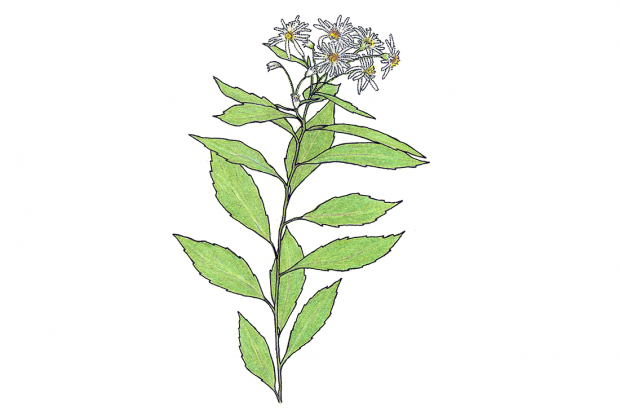 Oclemena acuminata (anc.: Aster acuminatus)