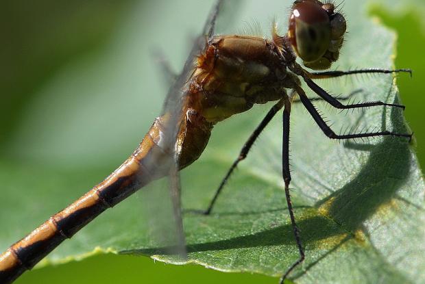 Odonata (order).