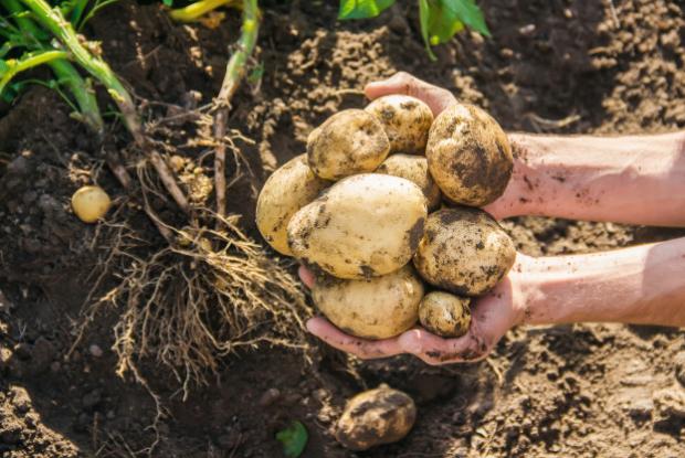How do we grow potatoes? Planter’s guide