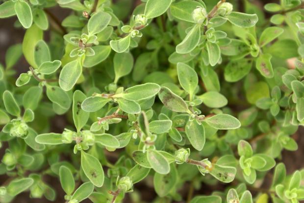 Origanum majorana
