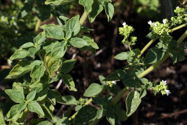 Origanum vulgare