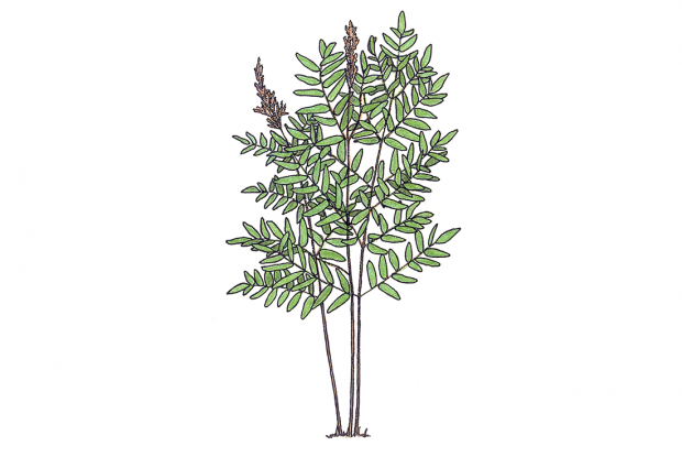 Osmunda regalis