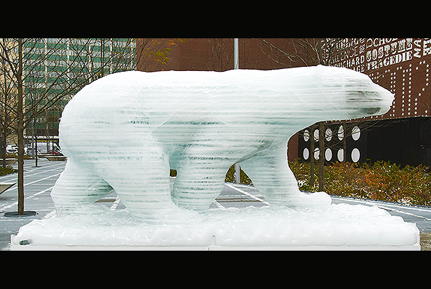 L’ours blanc sur glaces éphémères