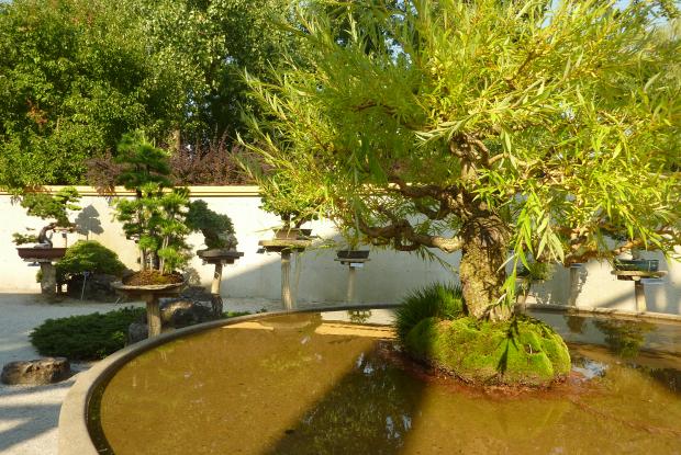 Courtyard of miniaturized North American trees Courtyard of miniaturized North American trees
