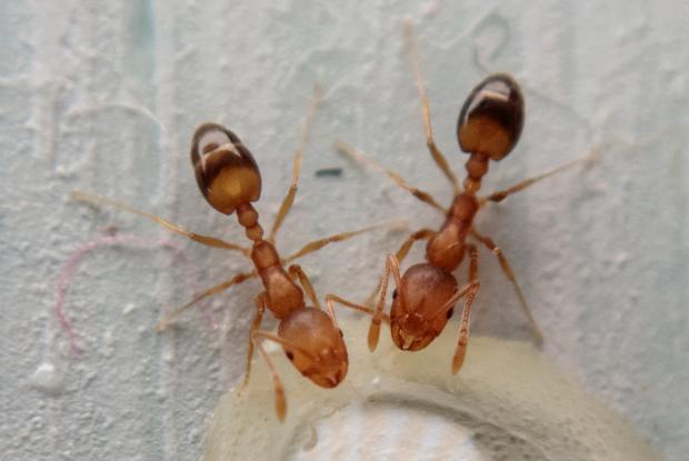 Pharaoh ant (Monomorium pharaonis)