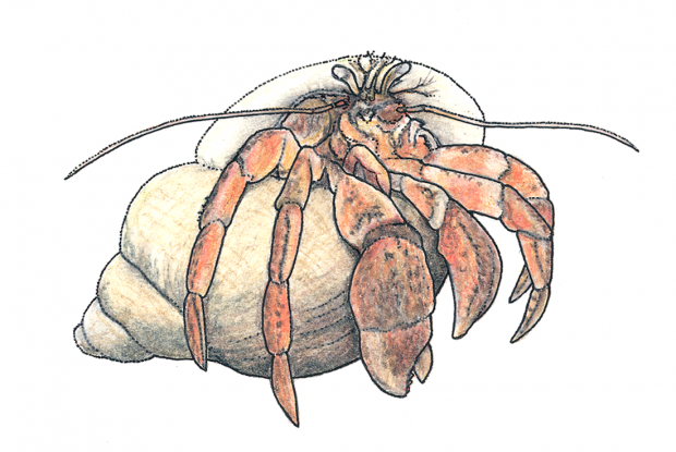 Pagurus sp.