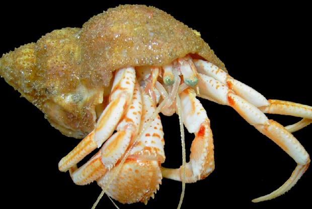 Pagurus sp.