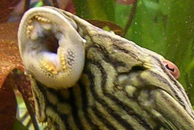 Panaque nigrolineatus