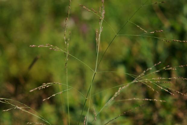 Panicum virgatum