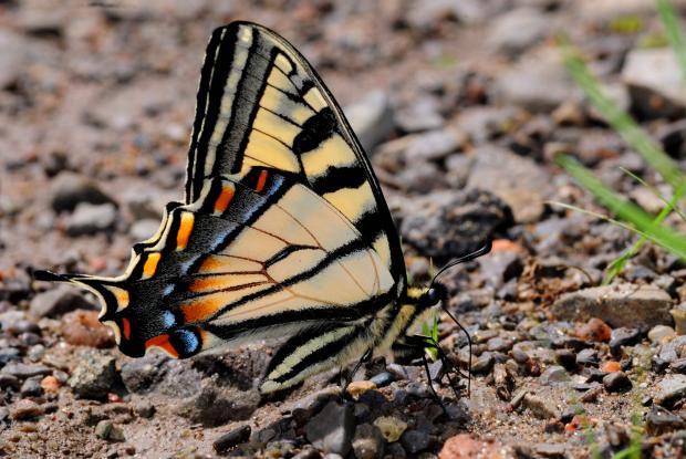 Papilio canadensis.