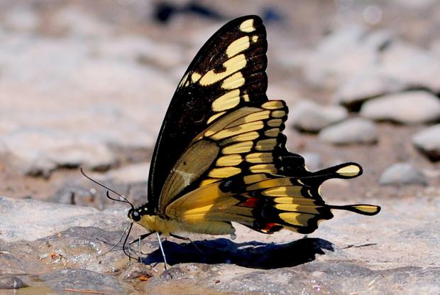 Grand porte-queue 'Papilio cresphontes'