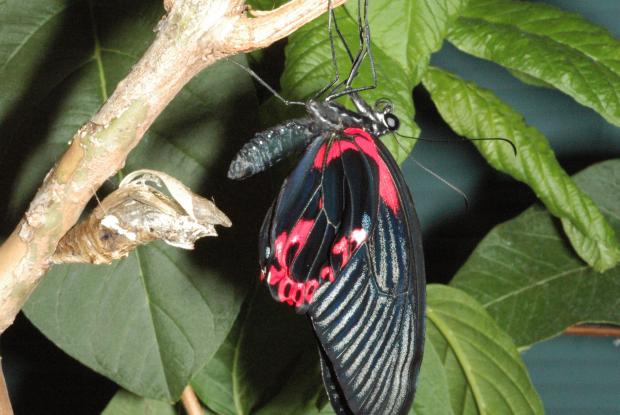 Papilio rumanzovia, Philippines.