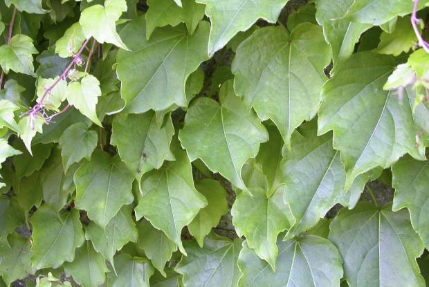 Parthenocissus tricuspidata
