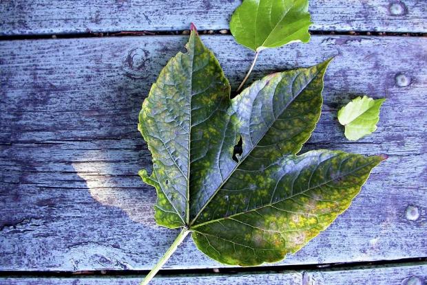 Parthenocissus tricuspidata