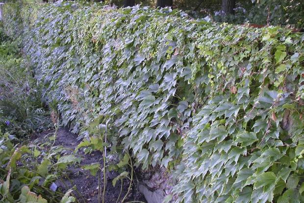 Parthenocissus tricuspidata