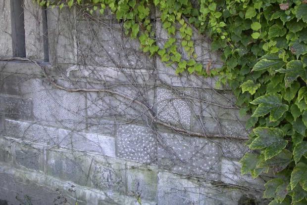 Parthenocissus tricuspidata