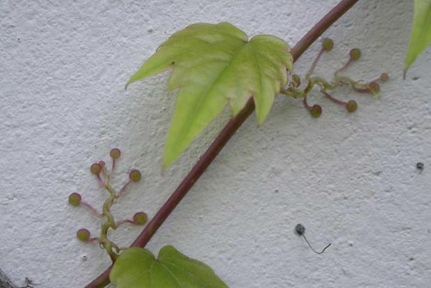 Parthenocissus tricuspidata