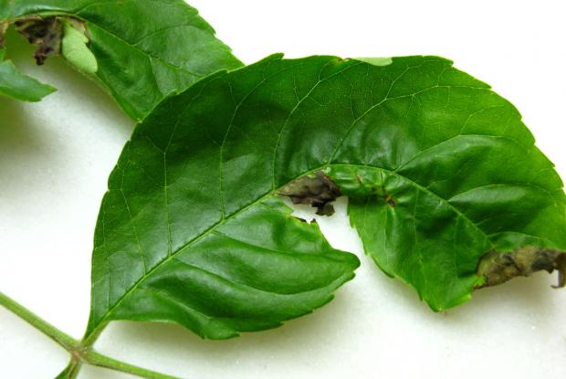 Anthracnose