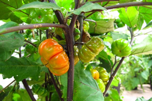 Scarlet eggplant