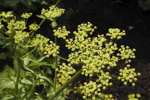 Wild parsnip Pastinaca sativa