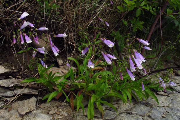 Penstemon hirsutus