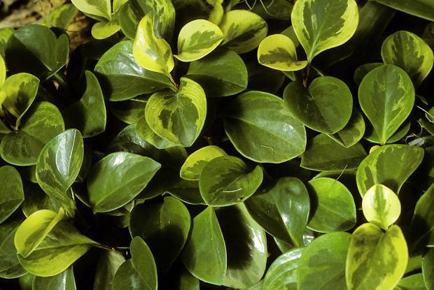 Peperomia obtusifolia