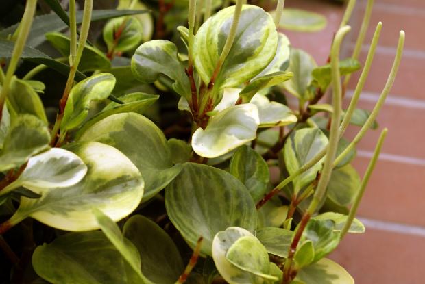 Peperomia obtusifolia