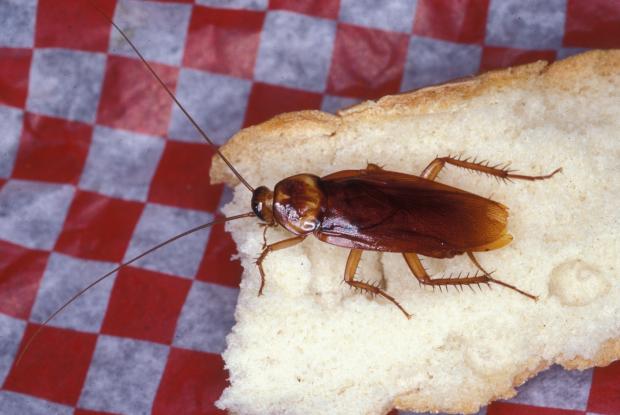 Periplaneta americana