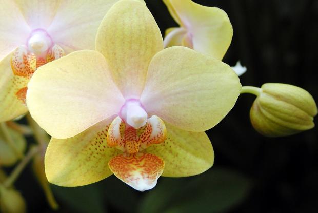Phalaenopsis 'Leyte Gold'