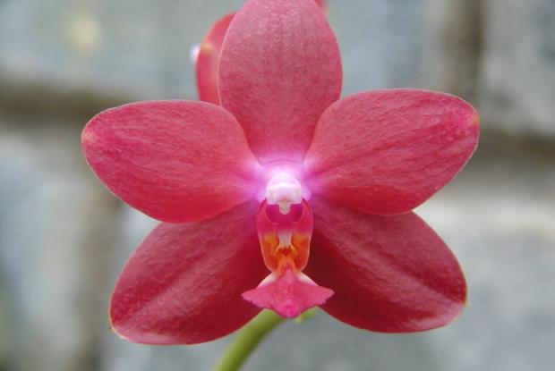 Phalaenopsis Mahalo 'T.K.' HCC/AOS.