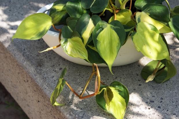 Philodendron hederaceum 'Brazil'