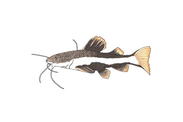 Phractocephalus hemiliopterus