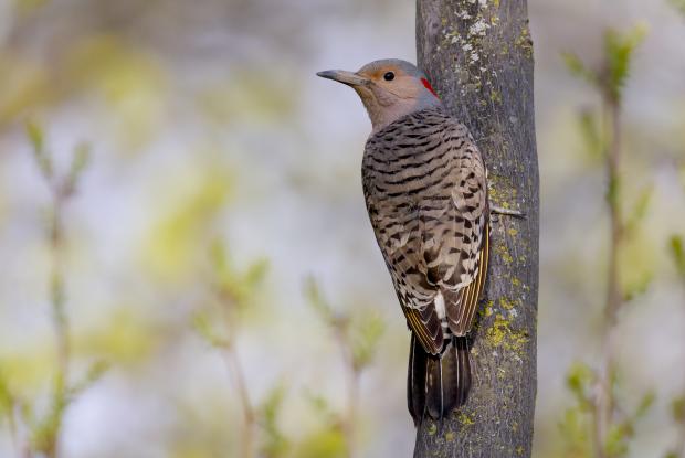 Northern Flicker
