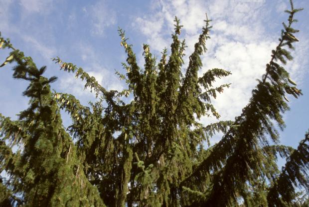 Picea abies.