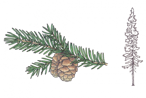 Picea mariana